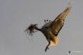 /album/galleria-fotografica/ibis-sacro-06052018-444-jpg/